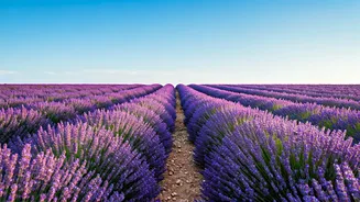 Hokkaido's Lavender Trails: Your Ultimate Guide to Planning a Dream Trip