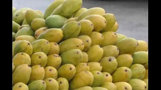 Your Favourite Malihabadi Dussehri Mango May Cost Double This Summer. Here's Why