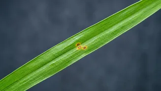 Researchers Use AI to Target Multiple Types of Plant Disease