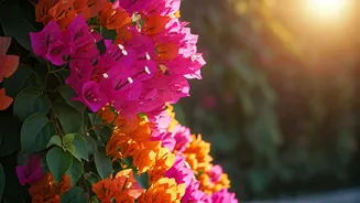 Bougainvillea: India's Beloved Climber's Rich History and Global Journey