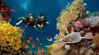 Egypt's Red Sea coast: An underwater paradise for divers