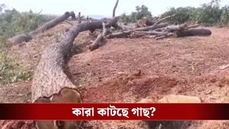 Purba Bardhaman: রাস্তার ধার থেকে ‘উধাও’ হয়ে যাচ্ছে লক্ষ লক্ষ টাকার গাছ? কোথায় যাচ্ছে?