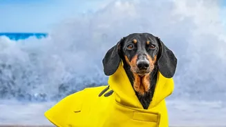 Why Rainwater Exposure Deserves More Attention During Pet Walks