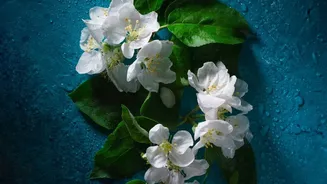 African Jasmine's Fragrance Is Its Most Recognisable Feature