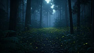 Spot Thousands Of Glowing Fireflies Booking Southern Hill Safaris