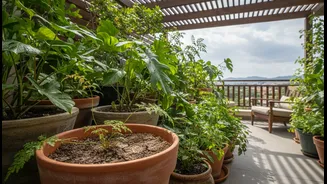 Rainfall Reduces Watering Frequency, But Covered Balconies Need Individual Checks