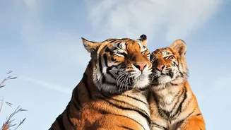Jaipur's Mega Pet Carnival Keeps Registration Tied to the Current Update
