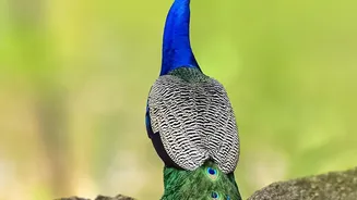 India's Peacock Gift Adds Colour to the United Nations' Geneva Grounds
