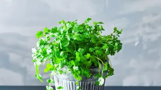 Home Gardeners Are Rediscovering Balcony Herbs During The Rainy Season