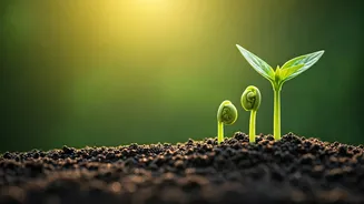 The Second Child: Easier or More Demanding? Insights from Experts and Parents