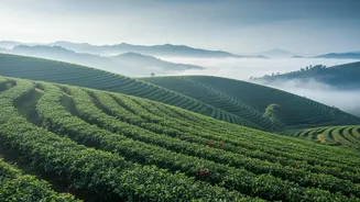 Coffee Plantations And Misty Hills Make Hidden Bengaluru Escapes More Appealing