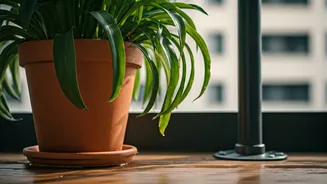 Balcony Gardens Can Drown Without Drainage Sense