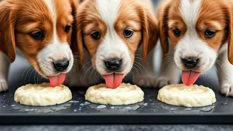 Cute Puppies Using Curd Frozen Texturized Licking Mats Today