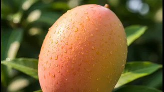 Why Mango Festivals matter for climate-resilient farming and culinary heritage