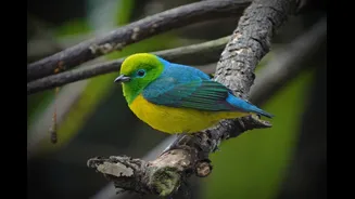 Bandeirinha: ave verde e amarelo ajuda a regenerar florestas brasileiras