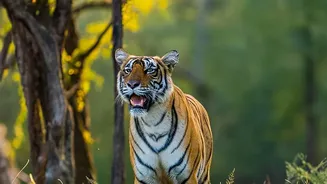 Inside India's Tiger Reintroduction Success: How Restored Reserves Support Breeding Pairs
