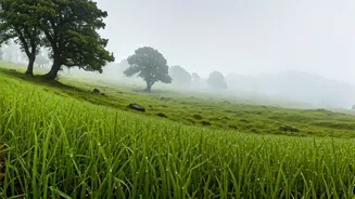 Hype Up Mist Laden Meadows Of Chopta For Monsoon