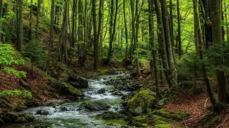 Rain-Refreshed Forests Add New Appeal To August Wildlife Adventures