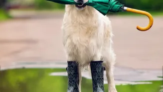 How To Train Your Dog To Ignore Monsoon Thunder Using Audio Desensitisation