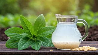 Unlock Plant Potential: 5 Genius Ways to Use Rice Water in Your Garden!