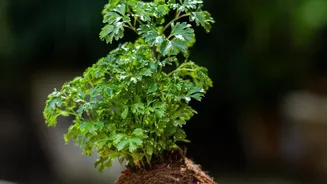 Coconut-Shell Gardening Needs a Use Plan before Decoration Begins