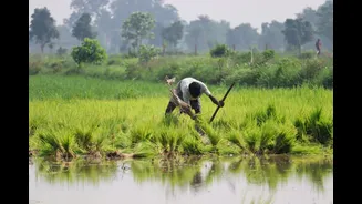 El Niño returns this monsoon: why September could be the trickier month for Indian farmers