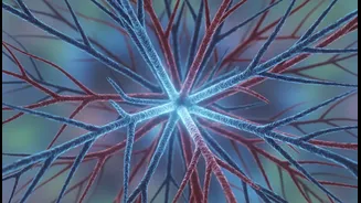 How Light Active Mobility Movements Optimize Blood Flow Circulation To Repair Sore Muscle Tissue