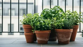 Balcony Herb Gardens Are Changing How Chennai Residents Think About Urban Farming