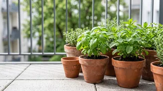 Why Homemade Kitchen Scrap Compost Provides Complete Nutrient Balance For Balcony Herbs And Flowers Always