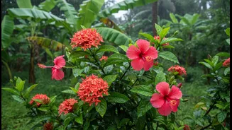 Monsoon Gardening Has Entered The Chat