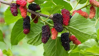 5 surprising health benefits of mulberries