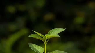 A Leaning Plant May Need a Better Position, Not Constant Turning