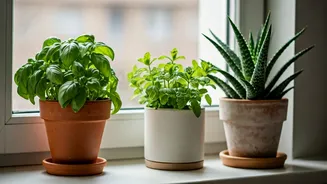 Basil, Mint And Aloe Are Winning Small Homes
