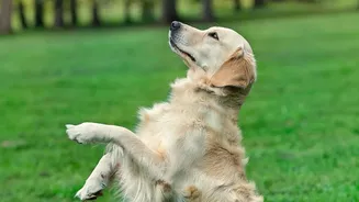 Dogs Learn from Repeated Human Signals in Their Own Environments