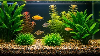 Best Fish for Indian Beginners' Aquariums