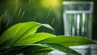 Food And Water Habits Need A Monsoon Reset