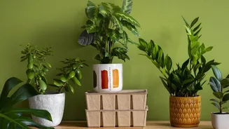 How To Keep Indoor Houseplants Alive Easily Using Simple Beginner Gardening Strategies
