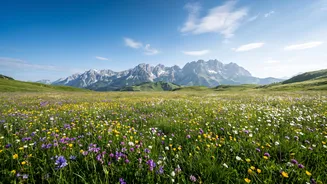 Enjoy The Alpine Flower Meadows You Will Love While Hiking In Austria