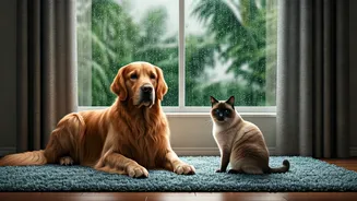 Dogs And Cats Need Rain-Proof Care Plans