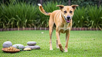 How Holistic Health Practices Eliminated Obese Patterns In Indian Dogs