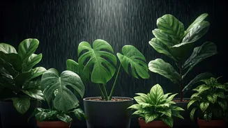 Plant Parents Are Asking If Rain Baths Help