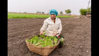 Unseasonal Rain Causes Onion Prices to Surge in India