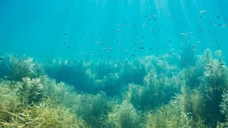 What Scientists Can Learn About Ecosystem Risks From The New Ocean Iron Study