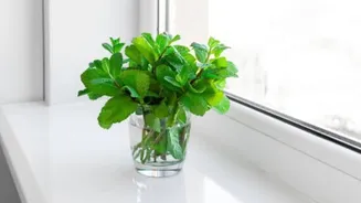 How to grow mint indoors
