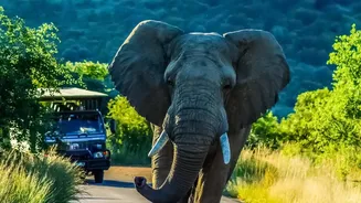 Safari Etiquette Protects Wildlife and the Quality of Every Sighting