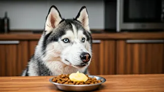 Ghee-zy Dog: Husky's Food Drama Goes Viral!