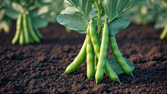 Fava Beans Are The Underrated Legume To Save