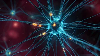 Nature's Weight Warrior: How a Hormone Rewrites Obesity by Targeting the Brain