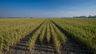 India's Farmers And September Weather: What A Drier Finish Could Mean For Income