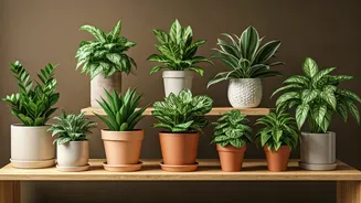 8 Indoor Plants for Low Light: Greenery for Your Home!